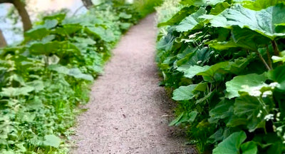 Walking Towards Success: Unveiling the Power of Mentor Walks